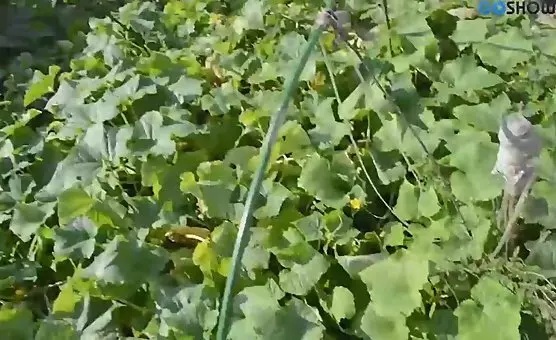 Outdoor Hairy Cunt Fucked by Dildo
